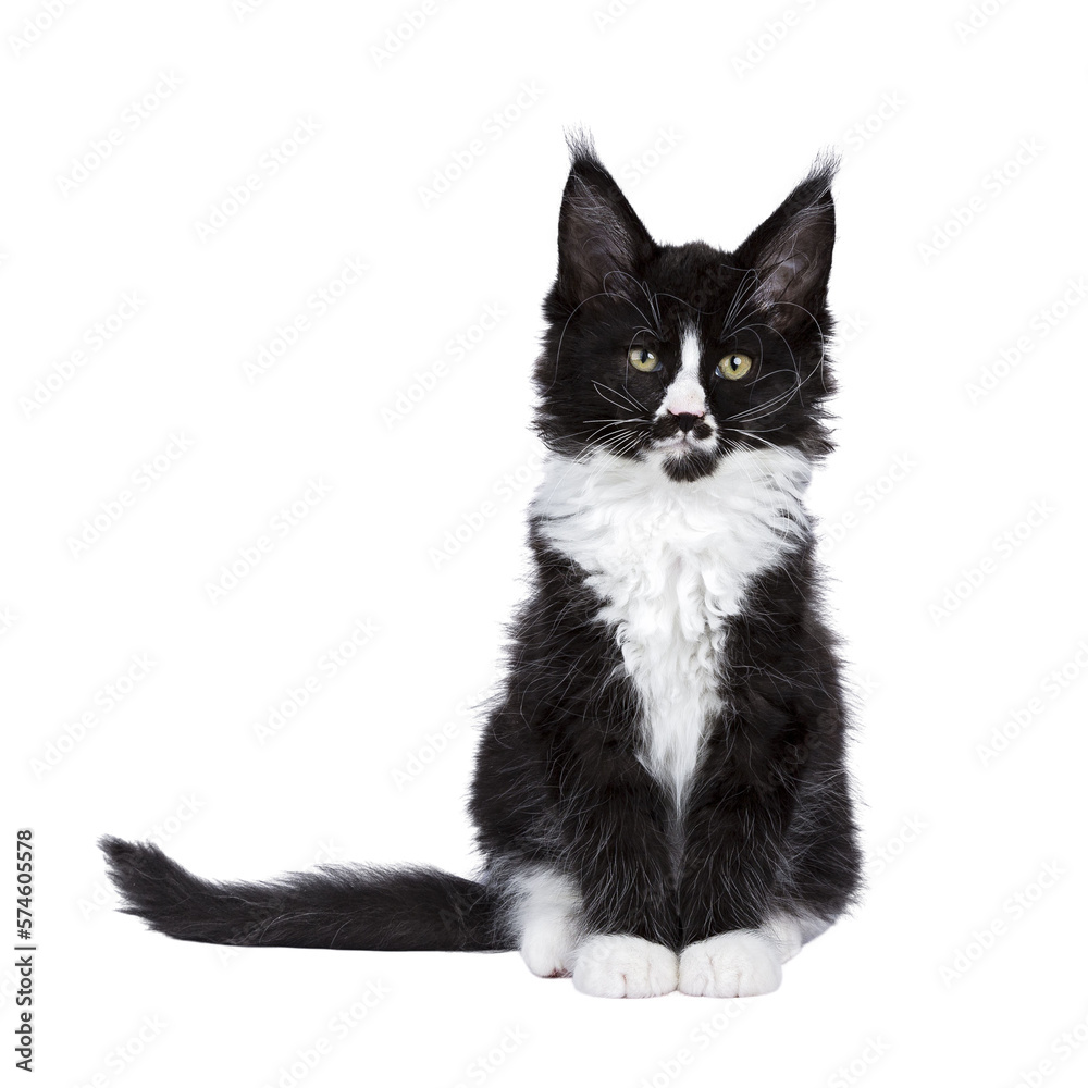 Maine Coon cat kitten on trasnparent background Maine Coon cat kitten on trasnparent background
