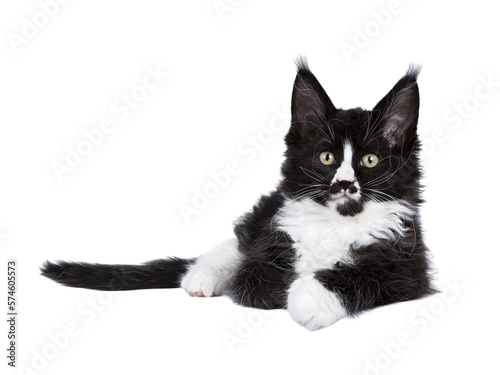 Black and white Maine Coon cat kitten with moustache laying down facing front. Looking straight to camera. Isolated cutout on a transparent background. © Nynke