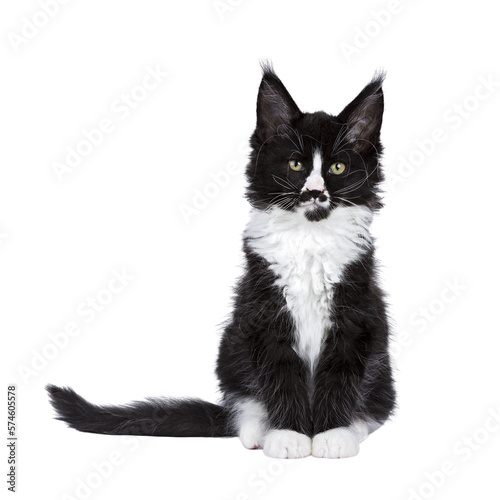 Maine Coon cat kitten on trasnparent background