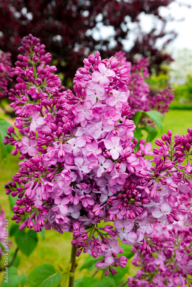 Obraz premium Spring, summer in nature, natural landscape. Flowering trees and shrubs. Lilac flowers and pumouri. Spring flowers in the trees, colorful flowers,
