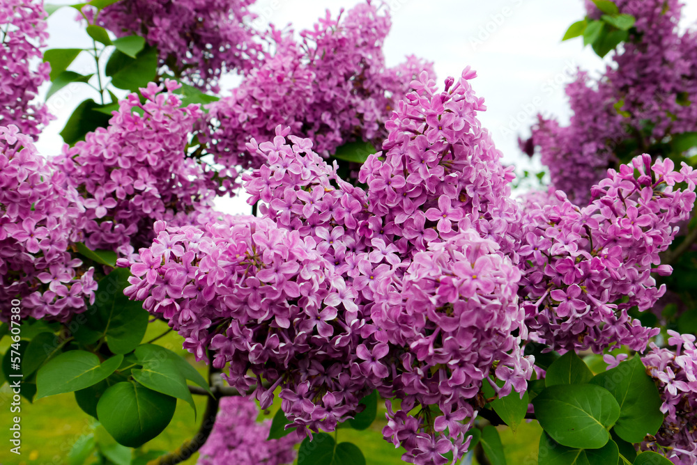 Obraz premium Spring, summer in nature, natural landscape. Flowering trees and shrubs. Lilac flowers and pumouri. Spring flowers in the trees, colorful flowers,