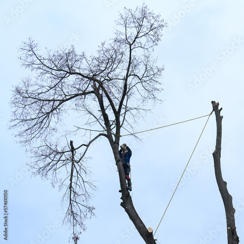 A man cuts high branches of trees, an arborist with a chain saw clears a tree of high dangerous rough branches.