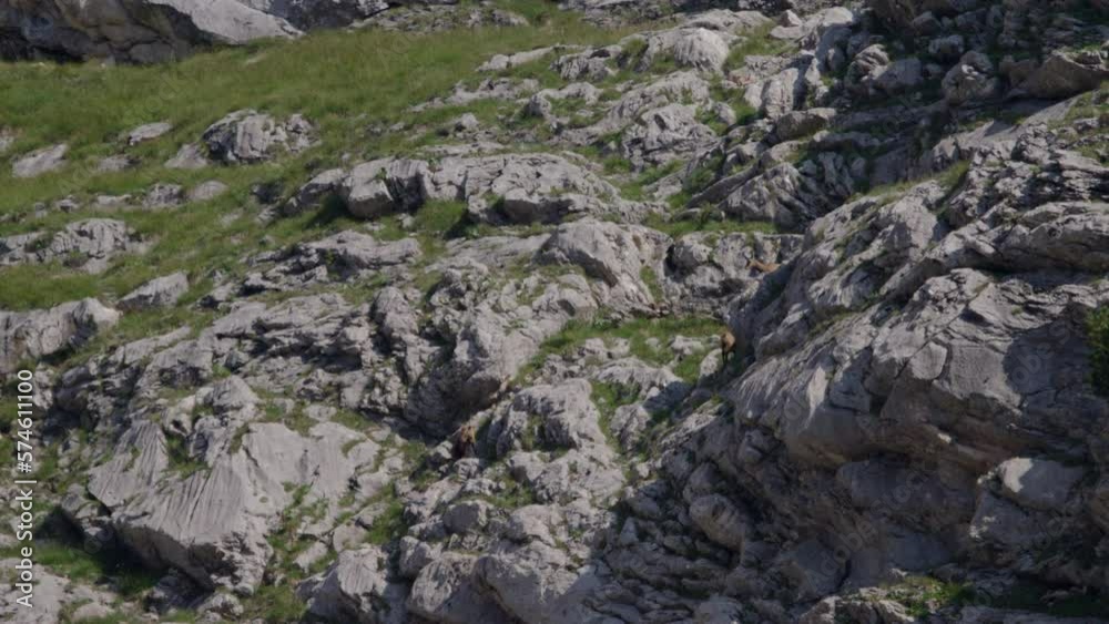 Herd of Chamois walking, grazing and climbing high up in the mountains. (4K) Herd of Chamois walking, grazing and climbing high up in the mountains. (4K)