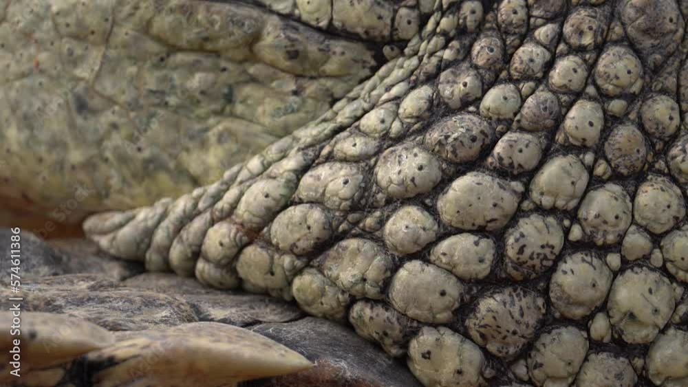 Macro Shot Of A Crocodile's Scale Revealing Open Mouth With Closed Eye Opening. Macro Shot Of A Crocodile's Scale Revealing Open Mouth With Closed Eye Opening.