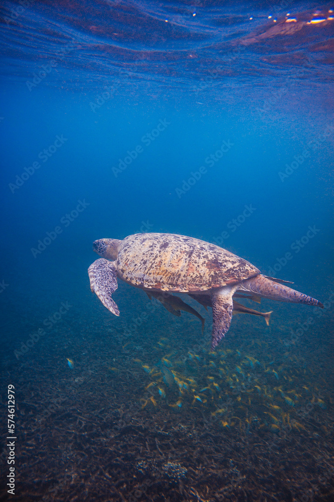 Fototapeta premium buceo y playa