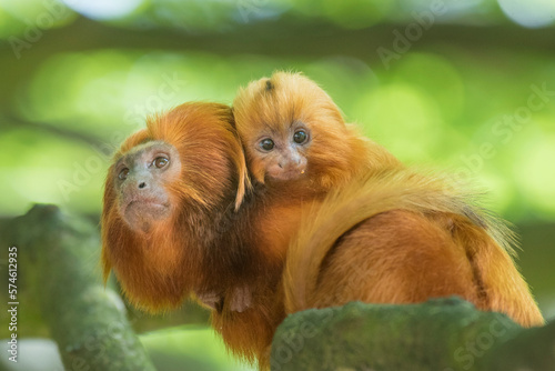 Golden lion tamarin (Leontopithecus rosalia) ; mother with baby. Captive, Endangered, from South America  photo