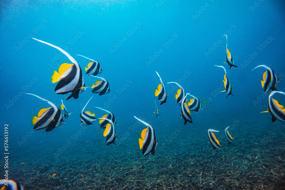 Fototapeta premium buceo