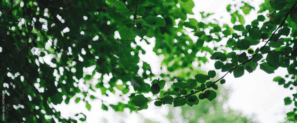 Bokeh of vivid leaves of trees in sunlight. Natural green background. Blurred rich greenery with copy space. Abstract texture of defocused lush foliage in sunny day. Backdrop of scenic nature in blur. Bokeh of vivid leaves of trees in sunlight. Natural green background. Blurred rich greenery with copy space. Abstract texture of defocused lush foliage in sunny day. Backdrop of scenic nature in blur.