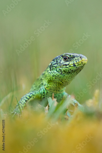 Sand lizard (Lacerta agilis) the Netherlands.  photo