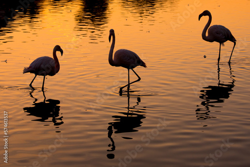 RF- Greater flamingo (Phoenicopterus roseus) group of three silhouetted at sunset, Pont Du Gau Park, Camargue, France.   photo