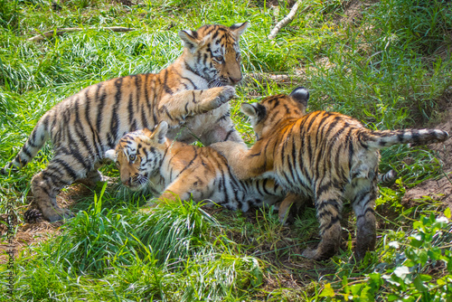 Siberian tiger (Panthera tigris altaica) cubs age 3 months playing. Captive. 