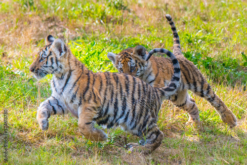 Siberian tiger (Panthera tigris altaica) cubs,age three months, playing, captive.  photo