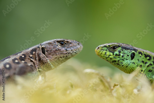 Sand lizard (Lacerta agilis) male female pair, head to head, the Netherlands. June.  photo