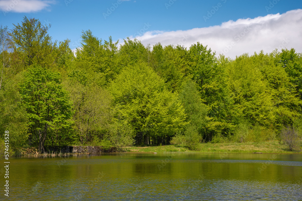 scenery with countryside lake. forest reflecting in the water surface. sunny weather in spring scenery with countryside lake. forest reflecting in the water surface. sunny weather in spring