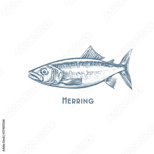Fishes sketch icons of tuna, perch and pike or salmon and marlin. Vector set of saltwater sea or freshwater river fish species flounder, sheatfish or car and sprat mackerel for fishing design