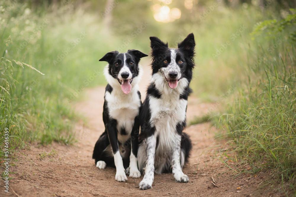 two cute border collie dogs sitting on a forest path looking at the camera