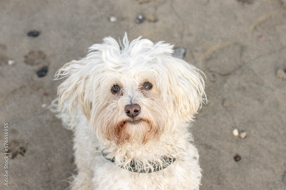 portrait of white dog breed bichon maltese on the beach portrait of white dog breed bichon maltese on the beach