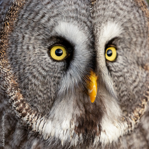 Great grey owl (Strix nebulosa), also known as Great gray owl