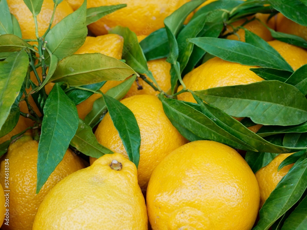 Erntefrische Zitronen mit Blättern auf dem Markt