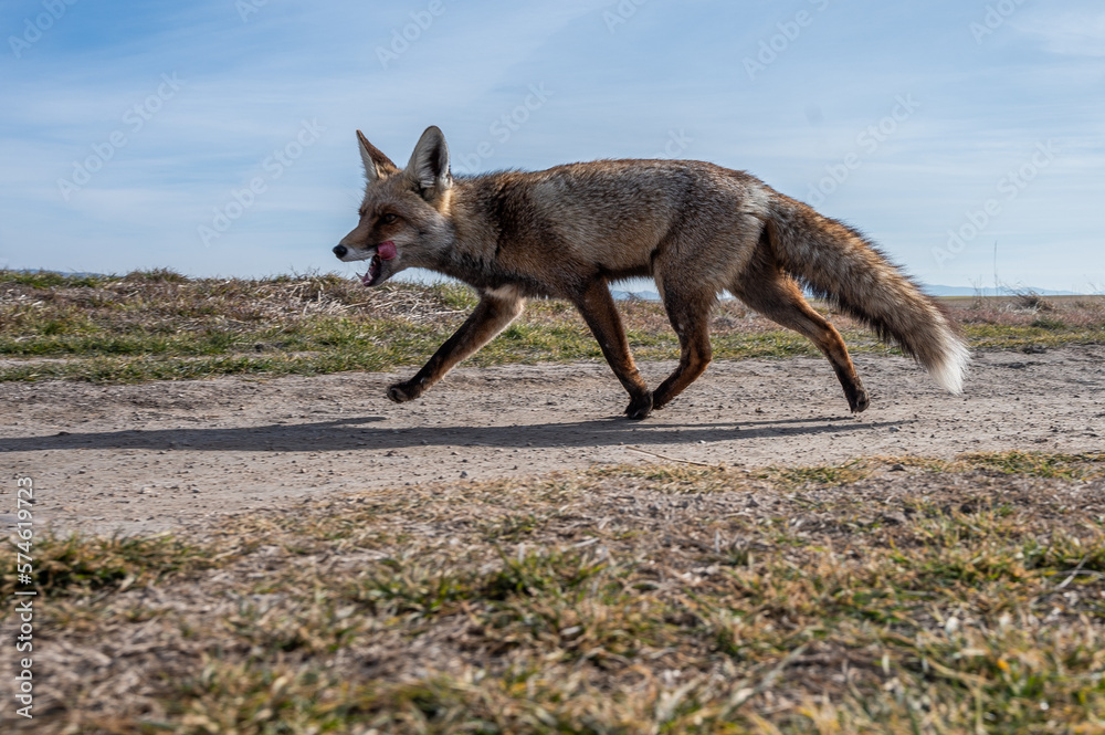 A red fox (Vulpes vulpes) in a field A red fox (Vulpes vulpes) in a field