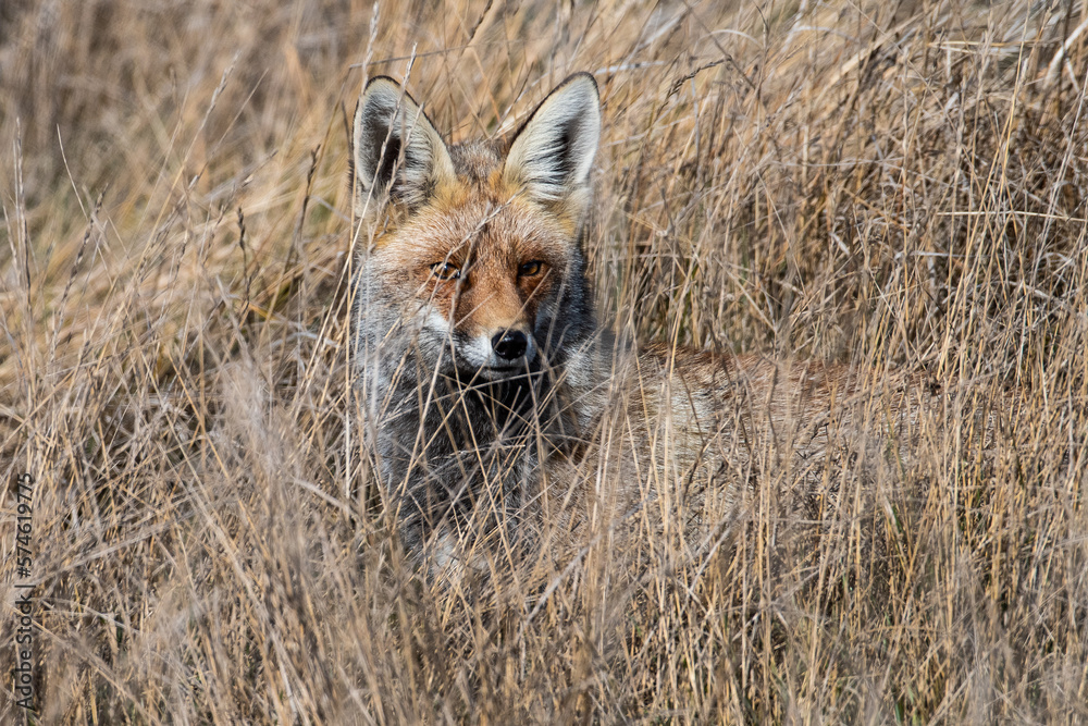 A red fox (Vulpes vulpes) hiding in a field A red fox (Vulpes vulpes) hiding in a field