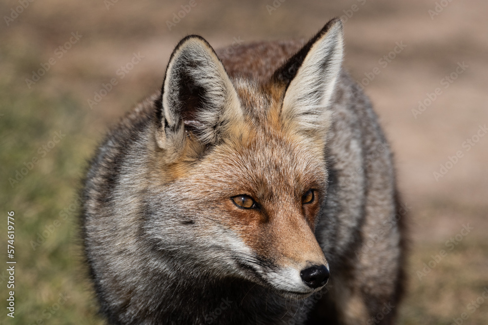 A red fox (Vulpes vulpes) in a field