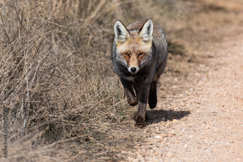 A red fox (Vulpes vulpes) in a field © Marcos
