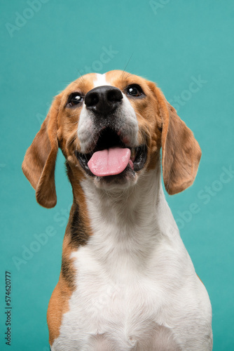 Funny portrait of a beagle dog smiling looking at the camera on a blue background
