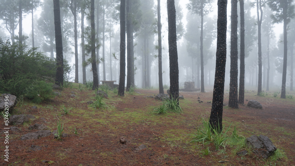 mesas y grifos en un area recreativa en la zona de san mateo en la isla de gran canaria islas canarias con bonita vegetación en un día de invierno con lluvia y frio de la cumbre