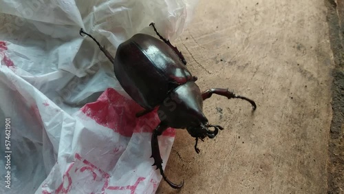 Closeup rhinoceros beetle insect plastic bag waste in wildlife photo