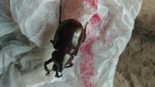 Closeup rhinoceros beetle plastic bag waste in wildlife photo