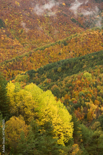 Fototapeta Naklejka Na Ścianę i Meble -  Autumn in the forest