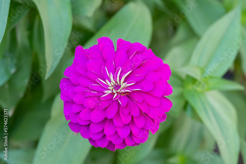 Beautiful Zinia Insignis Flower Closeup photo