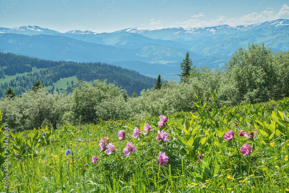View of the mountain valley, flowers in the foreground, summer greenery, sunny day