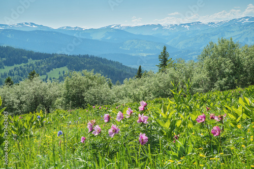 View of the mountain valley, flowers in the foreground, summer greenery, sunny day