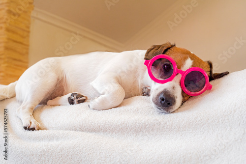 jack russell terrier in pink sunglasses resting on the couch © Nataliia Makarovska