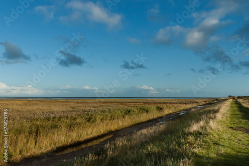 Rietvlakte op Vlieland  Reedbed at Vlieland