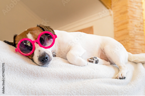 tired jack russell terrier in pink sunglasses resting on the couch