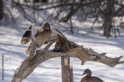 mallard tries to intimidate a squirrel