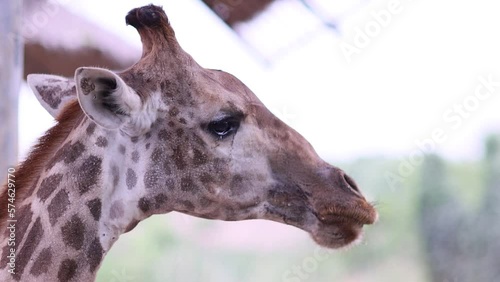 The giraffe chews the food. Curious giraffe in zoo. Close up