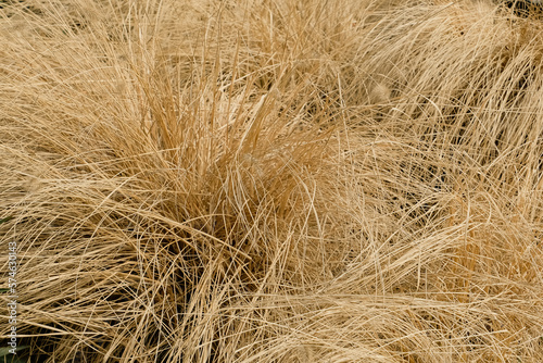 dry golden grass natural background, drought concept