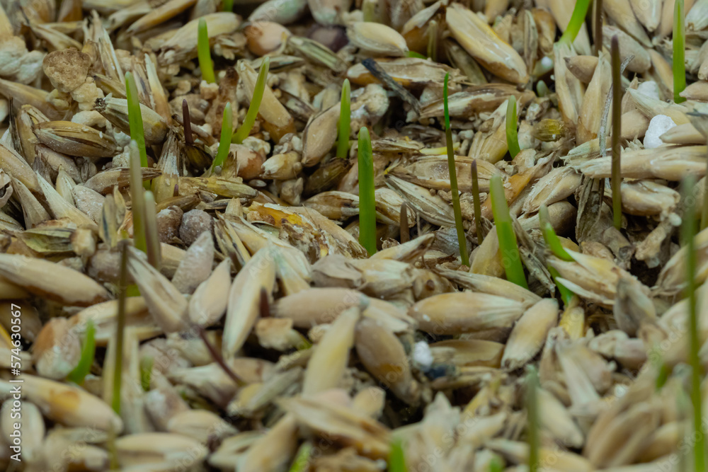 Fresh microgreens oat and wheat grass growing: close up view, macro. Spring, germination, natural, raw and growth concept Fresh microgreens oat and wheat grass growing: close up view, macro. Spring, germination, natural, raw and growth concept