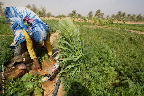 Female Mauritanian farmer washing fresh vegetables at Maaden El Ervane, an oasis of the Adrar region famous for its numerous agriculture development programs. photo