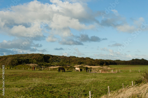 Paarden op Vlieland  Horses at Vlieland