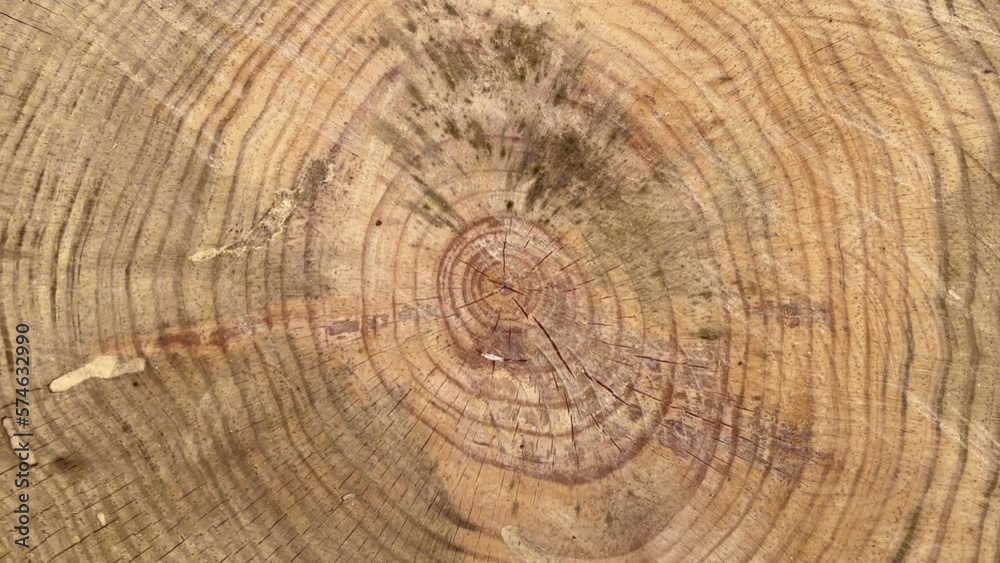 Pine trunk cut. Details of the trunk rotating slowly in vertical format. Tree history Pine trunk cut. Details of the trunk rotating slowly in vertical format. Tree history