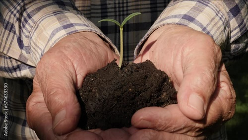 Handful of dirt garden ground spring farm agriculture. Green sprout plant on hands full of fertile soil farmer holding plant soil farmer hands holding earth plant seedling sprout hand seedling soil