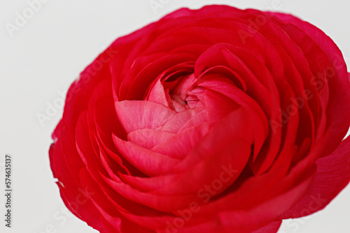 Macro shot of of a single beautiful red ranunculus. Visible petal structure. Bright patterns of one flower bud. Top view, close up, background, copy space, cropped image.