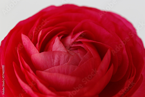 Macro shot of of a single beautiful red ranunculus. Visible petal structure. Bright patterns of one flower bud. Top view, close up, background, copy space, cropped image.