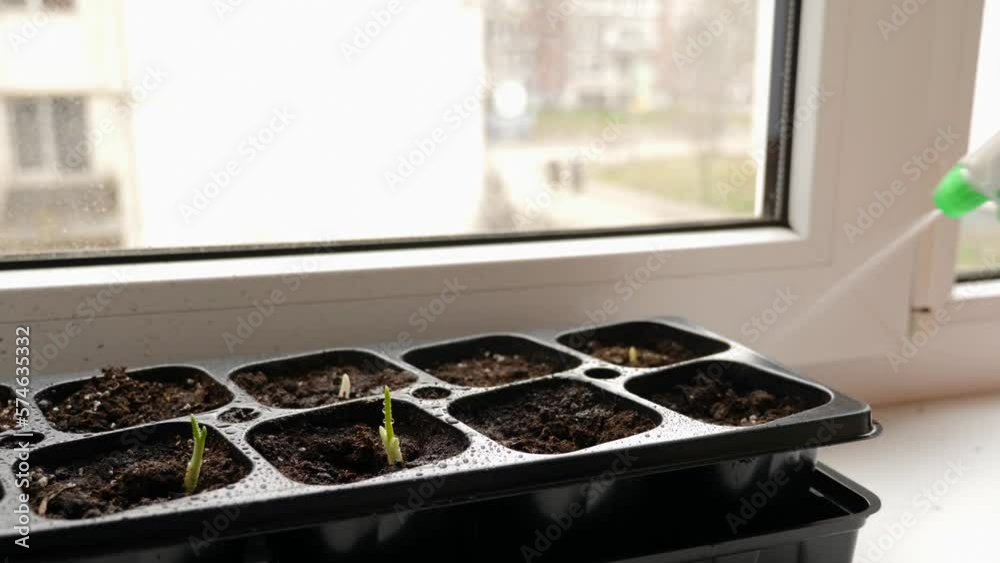 Plant sprouts in a tray on the windowsill in the rooms are sprayed with water. The concept of care for seedlings. Plant sprouts in a tray on the windowsill in the rooms are sprayed with water. The concept of care for seedlings.