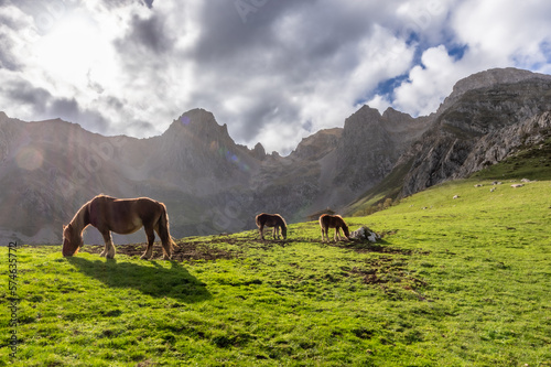  Horses near Maraña Leon Spain, with the Mampodre mountains behind